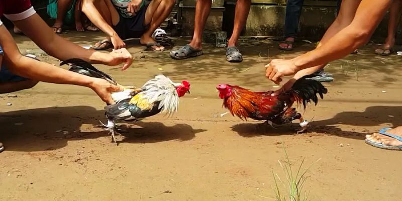 Những trò chơi cá cược đỉnh cao hot nhất tại địa chỉ nhà cái