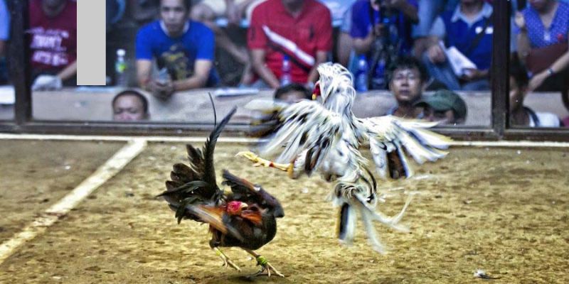 Tổng quan luật chơi game đá gà mà thành viên cần nắm